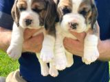 Beagle Yavruları Safkan Irk Ve Sağlık Garantili