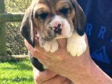 Beagle Yavruları Safkan Irk Ve Sağlık Garantili