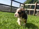 Beagle Yavruları Safkan Irk Ve Sağlık Garantili