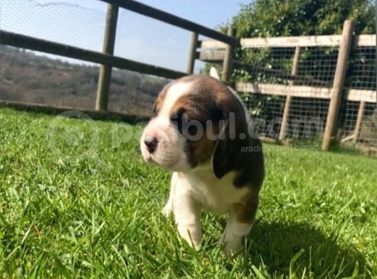 Beagle Yavruları Safkan Irk Ve Sağlık Garantili görsel