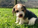 Beagle Yavruları Safkan Irk Ve Sağlık Garantili