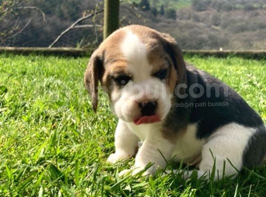 Beagle Yavruları Safkan Irk Ve Sağlık Garantili görsel