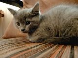 2 Aylık British Shorthair (2 Yavru)