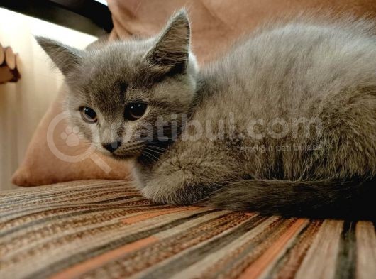 2 Aylık British Shorthair (2 Yavru) görsel