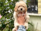 Sevimli Apricot Toy Poodle Erkek Bebeğimiz