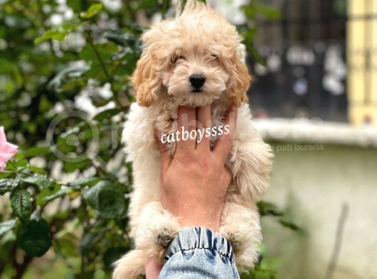 Sevimli Apricot Toy Poodle Erkek Bebeğimiz görsel