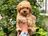 Safkan Apricot Toy Poodle Erkek Yavrumuz