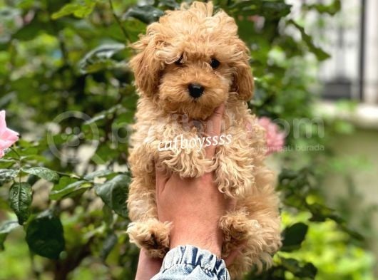 Safkan Apricot Toy Poodle Erkek Yavrumuz