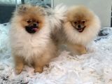 Muhteşem Pomeranian Boo Erkek Yavrular