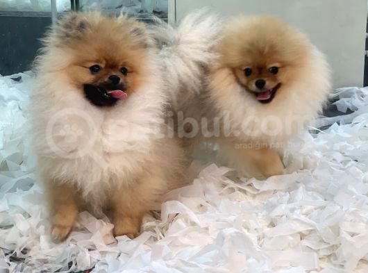 Muhteşem Pomeranian Boo Erkek Yavrular görsel
