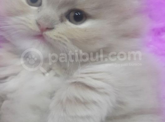Büyüleyici Güzellikte İran Yavrumuz görsel