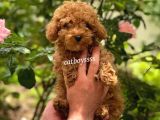 Safkan Red Toy Poodle Erkek Yavrumuz