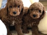 Anne Altından Toy Poodle Kardeşler