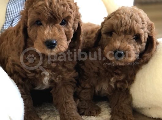 Anne Altından Toy Poodle Kardeşler görsel
