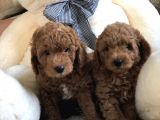 Anne Altından Toy Poodle Kardeşler
