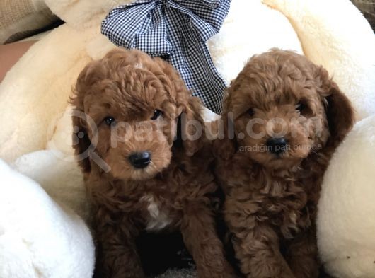 Anne Altından Toy Poodle Kardeşler görsel