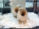 Safkan Pomeranian Boo Erkek Yavrularımız