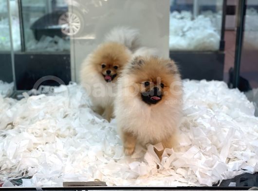 Safkan Pomeranian Boo Erkek Yavrularımız görsel