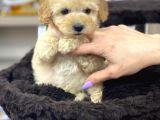 Safkan A Kalite Toy Poodle Yavrularımız