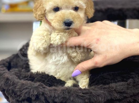 Safkan A Kalite Toy Poodle Yavrularımız görsel