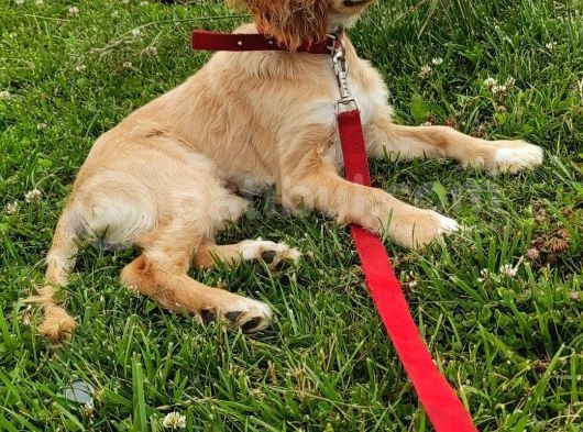 American Cocker Paşa Tacını Takacak Ailesini Arıyor (6 Aylık-Erkek-Trabzon) görsel