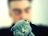 1.5 Yaşında Scottish Fold
