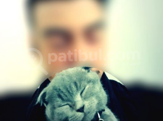 1.5 Yaşında Scottish Fold görsel