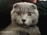 1.5 Yaşında Scottish Fold