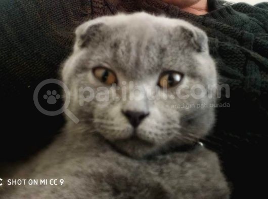 1.5 Yaşında Scottish Fold görsel