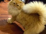 Kayıp Kedi Tarçın