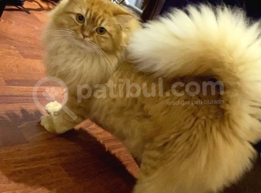 Kayıp Kedi Tarçın görsel