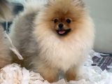 Safkan Pomeranian Boo Erkek Yavrularımız