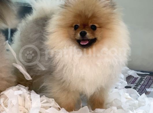 Safkan Pomeranian Boo Erkek Yavrularımız görsel