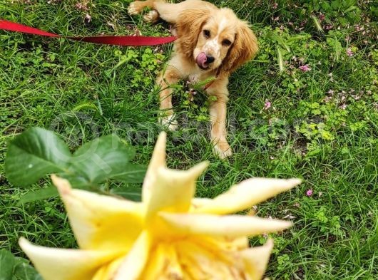 American Cocker Paşa Tacını Takacak Ailesini Arıyor (6 Aylık-Erkek-Trabzon) görsel