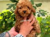 Safkan Red Toy Poodle Erkek Yavrumuz