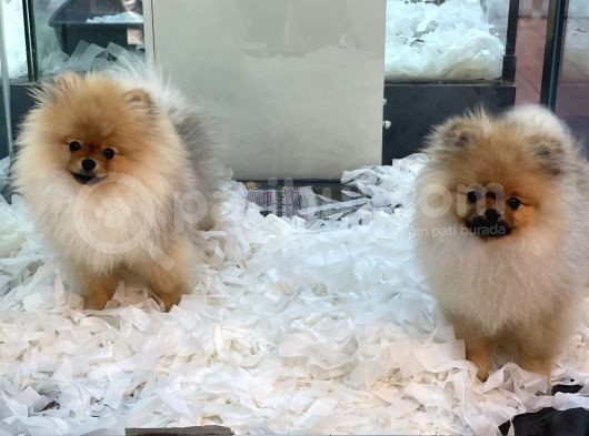 Muhteşem Pomeranian Boo Erkek Yavrular görsel