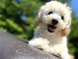 Gülen Surat Toy Poodle Oğlumuz