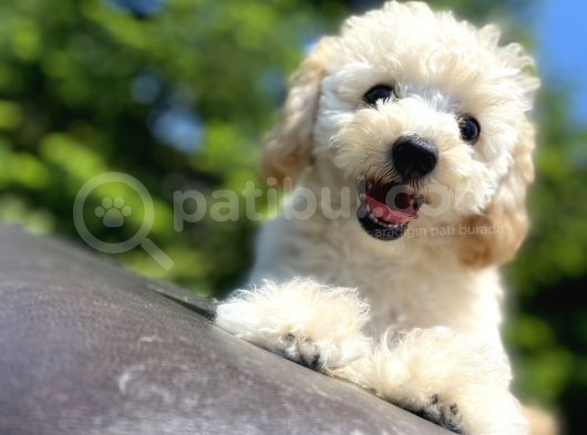 Gülen Surat Toy Poodle Oğlumuz görsel
