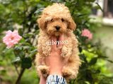 Safkan Apricot Toy Poodle Erkek Yavrumuz