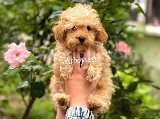 Safkan Apricot Toy Poodle Erkek Yavrumuz görsel