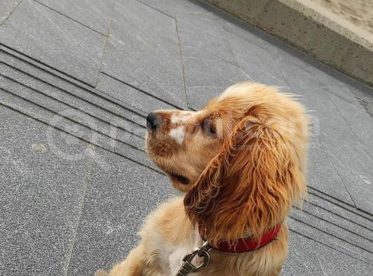 American Cocker Paşa Tacını Takacak Ailesini Arıyor (6 Aylık-Erkek-Trabzon) görsel