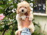 Sevimli Apricot Toy Poodle Erkek Bebeğimiz