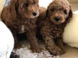 Anne Altından Toy Poodle Kardeşler