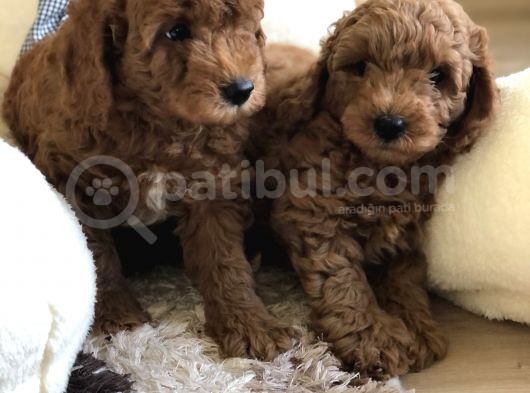 Anne Altından Toy Poodle Kardeşler görsel