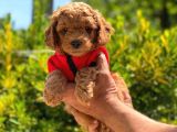 Orijinal Toy Poodle Erkek