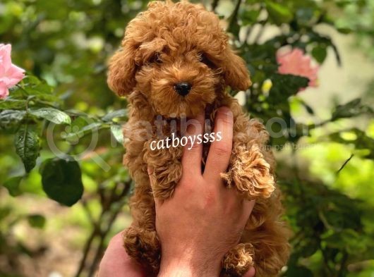 Safkan Red Toy Poodle Erkek Yavrumuz görsel