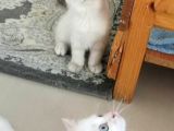 Antalya British Shorthair Lynx Point