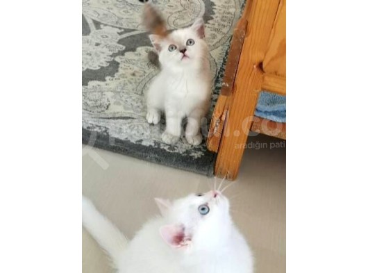 Antalya British Shorthair Lynx Point görsel