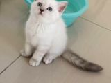 Antalya British Shorthair Lynx Point