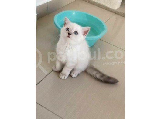 Antalya British Shorthair Lynx Point görsel